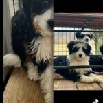Mini Bernedoodle in Quincy, Illinois