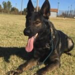 AKC Female German Shepherd (RVCA) in Poplar Bluff, Missouri