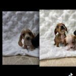 Miniature dachshunds in Quincy, Illinois