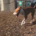 1 year old Friendly Pitbull Terrier in New York City, New York