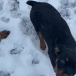 AKC Champion Bloodline Rottweiler in Macomb, Illinois