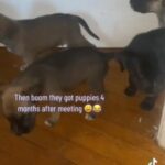 Great Dane Husky Mix in East Orange, New Jersey