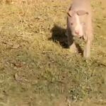 Male Pit bull in Arlington, Texas