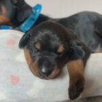 Doberman Puppies in Mount Pleasant, Michigan
