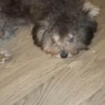 Miniature Toy Poodle in New Orleans, Louisiana