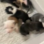 American Bullies Pocket all pups come with shots papers with the ABKC and dewormed in Hialeah, Florida