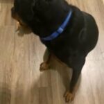 2 Yr Old Rottweiler in Denver, Colorado