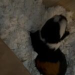 Rehoming Female guinea pig in Cary, North Carolina