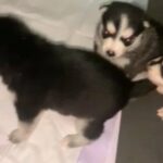 Pomsky Puppies in Bayshore Gardens, Florida