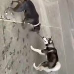 Pure Siberian Husky in New York City, New York