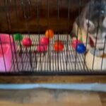Husky Pup Female in New York City, New York