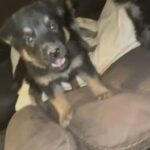 Gsd Puppies in Lubbock, Texas