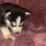 AKC Black And White Siberian Husky in Macomb, Illinois