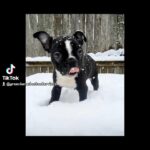 Boston Terrier Male in Clinton, Michigan