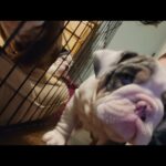 akc english bulldogs males in Los Angeles, California