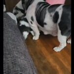 AKC English Bulldogs in Los Angeles, California
