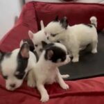 chihuahua puppy in Cape Coral, Florida