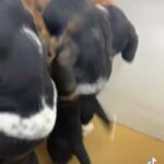 Male Beagle Puppies in Quincy, Illinois