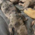 UKC Catahoula Puppies in Macomb, Illinois
