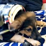German Shepherd Puppy in Columbus, Ohio