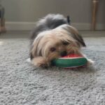 Yorkie puppy in Houston, Texas