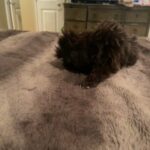 Chocolate Shih Tzu in Lexington, North Carolina