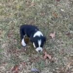 Petey in Springfield, Missouri