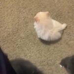 Pure Bred Pomeranian puppies for sale in Tulsa, Oklahoma