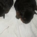 registered German Rottweilers puppies in McCalla, Alabama