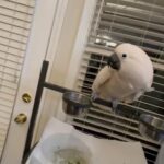 Moluccan Cockatoo in Lawrenceville, Georgia