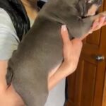 Maya. A Female French Bulldog in Yakima, Washington