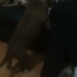 10 week old pitbull in Evansville, Indiana