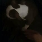 10 week old pitbull in Evansville, Indiana
