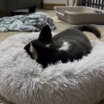 AKC Corgi Puppies in Canton (Township), Ohio