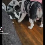 Akc English Bulldogs Puppies in Los Angeles, California