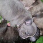 french bulldog in Tampa, Florida