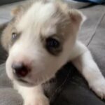 Siberian Husky’s in Homestead, Florida