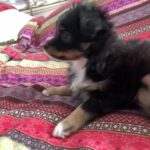 Dixie Pixie in Riverside, California