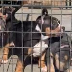 3 Males Left in Victorville, California