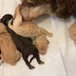 Bernedoodle New Year litter in San Antonio, Texas
