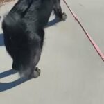 11 Month Old Border Collie/Golden Retriever in Rosamond, California