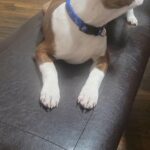 Boston terrier in Harrisburg, Pennsylvania