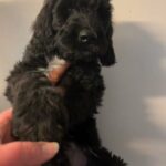 Maxwell Goldendoodle in St. Louis, Missouri