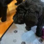 Lovestrand Puppies! in Bangor, Maine