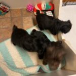 Miniature Schnauzers in Dallas, Georgia