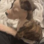 Pitbull For Sale in High Point, North Carolina