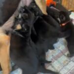 German Shepherd Puppies in Ames, Iowa