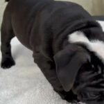 dogs ingles bulldogs puppys in Los Angeles, California