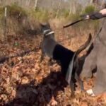 Balkan - Import Malinois in Poplar Bluff, Missouri