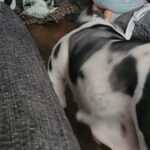 Akc english bulldogs puppies in Anaheim, California